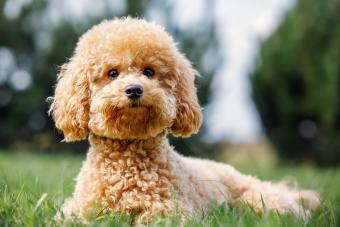 Poodle puppy