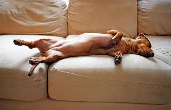 A female miniature dachshund sleeping on a sofa at home