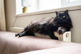 https://cf.ltkcdn.net/life-with-pets/fun-with-pets/images/slide/340234-850x567-black-cat-laying-on-radiator-1447654372.jpg