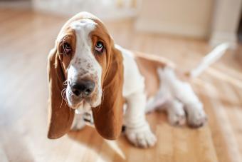 https://cf.ltkcdn.net/life-with-pets/fun-with-pets/images/slide/341858-850x566-basset-hound-1307728913.jpg