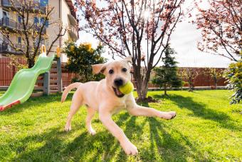 Cute lab puppy with ball