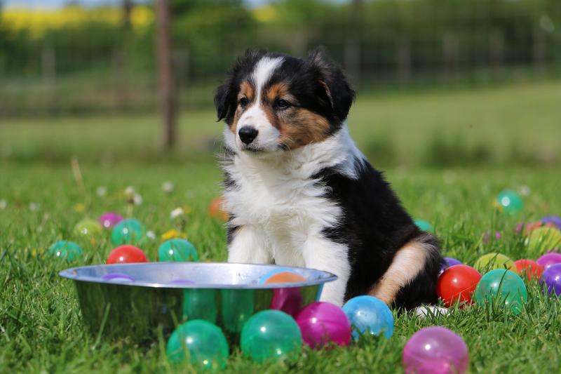 4 Creative Ideas to Plan an Eggciting Easter Egg Hunt for Dogs