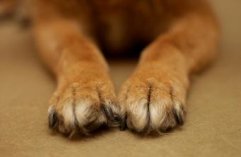 Closeup of a dog's paws