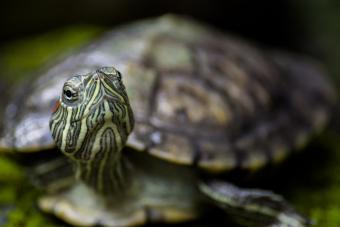 Brazilian turtle looking about