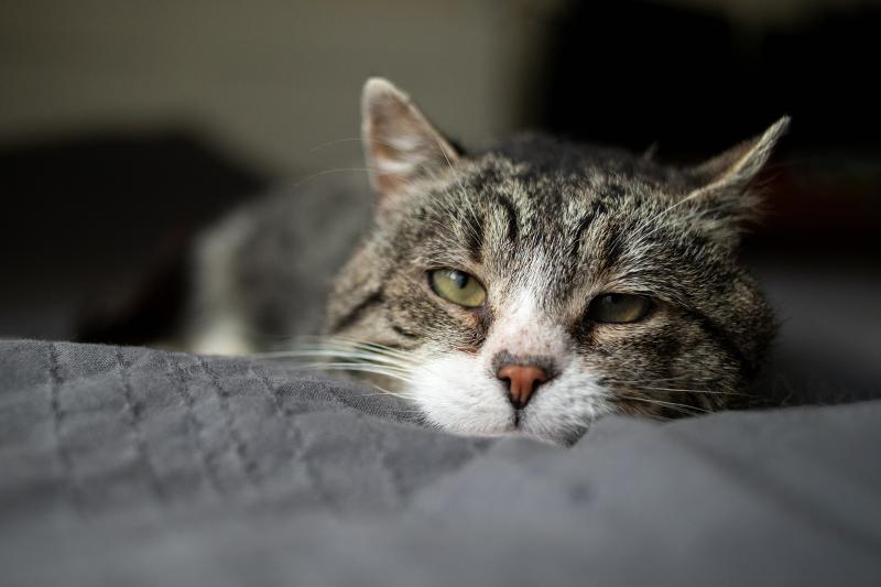 How Do Dying Cats Act Understanding Their Dying Behavior LoveToKnow Pets