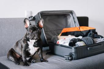 Dog and open suitcase on the couch