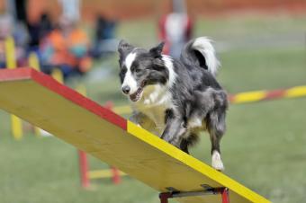 Border Collie on agility course, see-saw or teeter obstacle