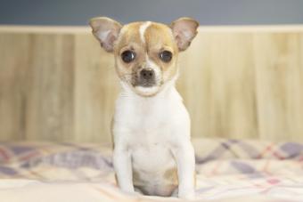 Dog on the bed