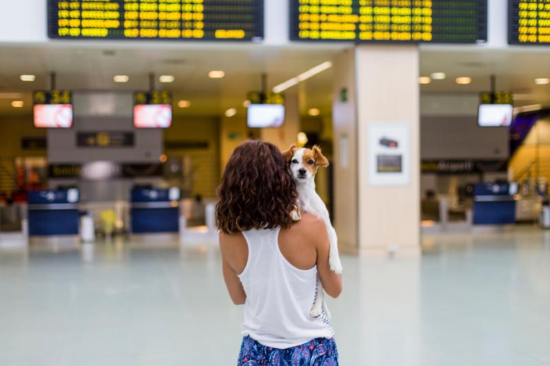 What to Know About Traveling Internationally With Your Dog LoveToKnow