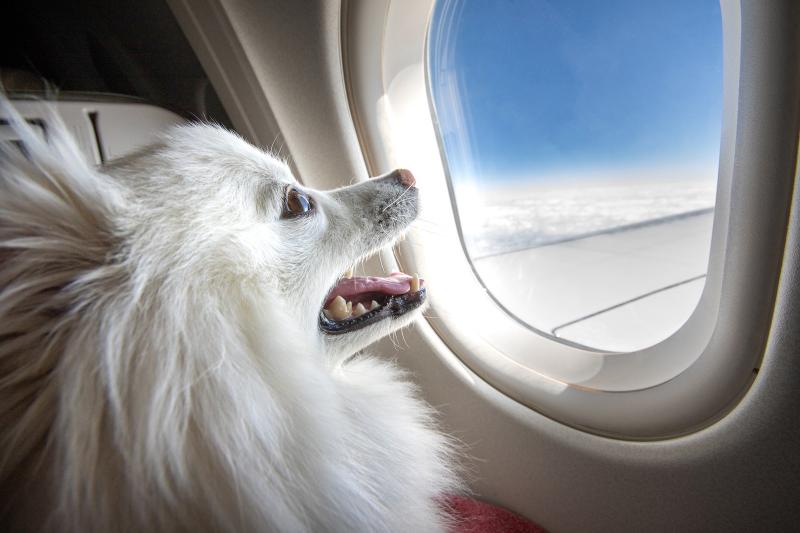 Best Airlines For Pets To Travel Safely LoveToKnow Pets