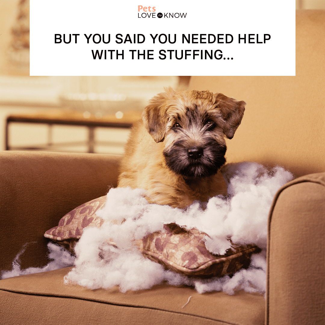 50 Funniest Wholesome Dog Memes That Prove Why They're Man's Best Friend, image size:1080x1080