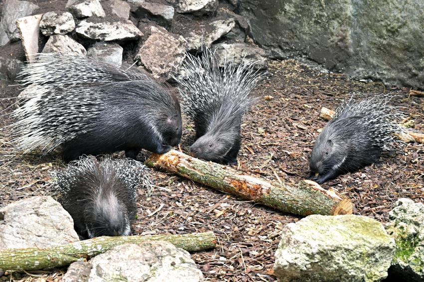 15 Funny Names For Groups Of Animals That Sound Too Odd To Be True 