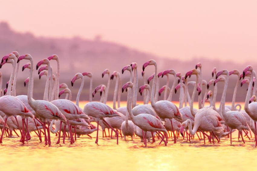 15 Funny Names For Groups Of Animals That Sound Too Odd To Be True 