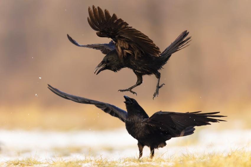 15 Funny Names For Groups Of Animals That Sound Too Odd To Be True 