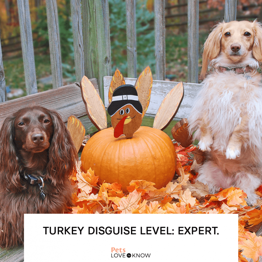 11 Happy Thanksgiving Dog Memes For Maximum Tail Wags LoveToKnow