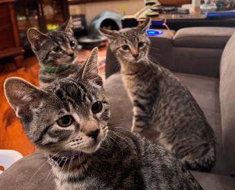 15 Life Lessons I've Learned From My Four Kittens