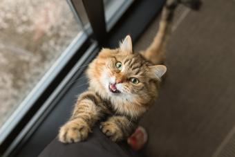 Find Out If Cats Know Their Names