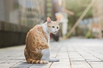 Stray cats relaxing on city street