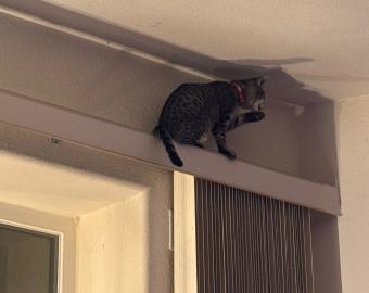 Schnebly on the vertical blinds