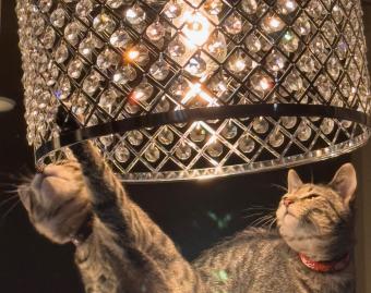 cats playing with a lamp
