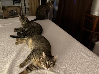 Send Help: Our Four Cats Are Winning (A One-Year Report)