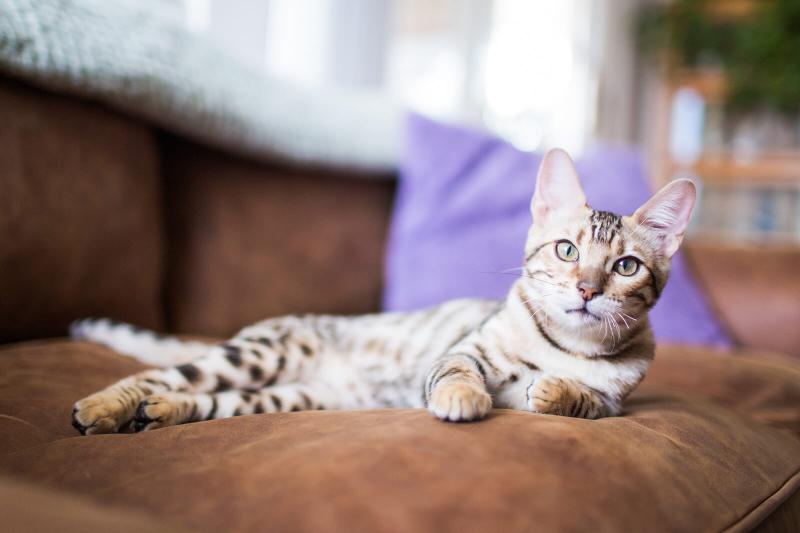 Bengal Cat Prices Purebred Costs Explained LoveToKnow