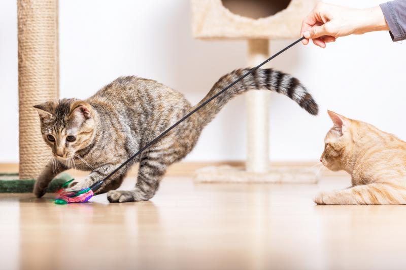 6 Steps to Set Up the Perfect Playdate for Your Cat LoveToKnow