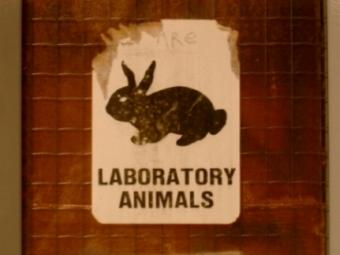 Lab_rabbit.jpg