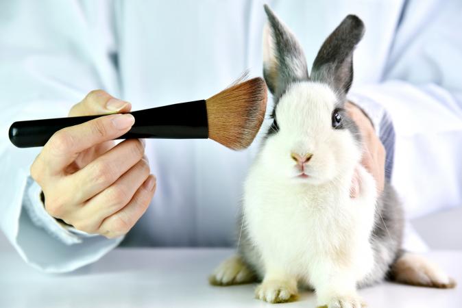 Cosmetics test on rabbit
