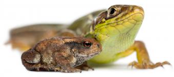 Lagarto y sapo sobre fondo blanco