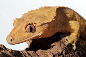 gecko de cresta