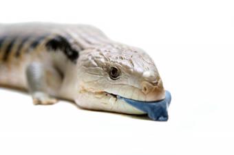 La taliqua de lengua azul