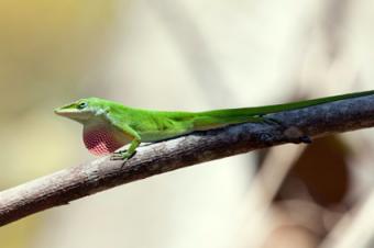 el verde anole en una rama