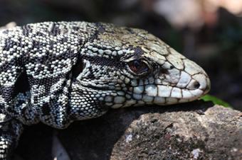 Tegu argentino blanco y negro