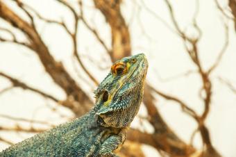 Dragón barbudo verde