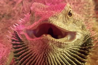Dragón barbudo