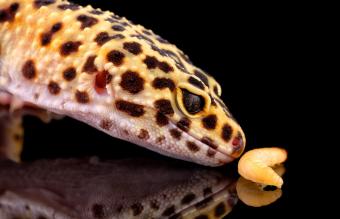 Gecko leopardo comiendo