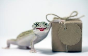 Gecko leopardo sacando la lengua