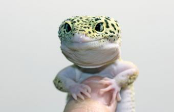 Gecko en una mano humana
