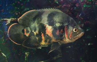Pez óscar con enfermedad de columnaris