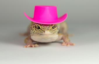 Lagarto con un elegante sombrero rosa