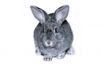 Conejo Chinchilla Gigante Lovetoknow