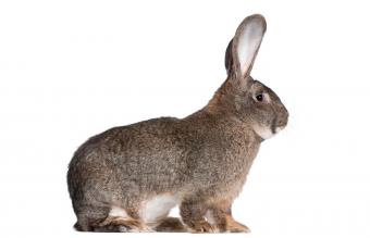 Conejo Chinchilla Gigante Lovetoknow