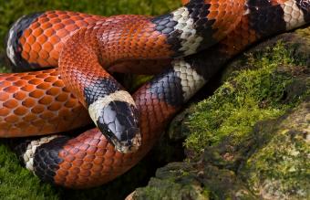 Serpiente coral ratonera
