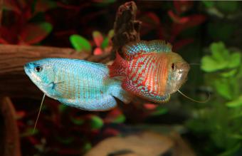 Peces Gourami enano azul y rojo