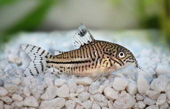 Corydora Julii Leopardo