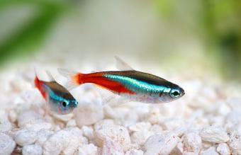 Tetras de neón