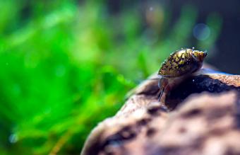 Caracol en un acuario