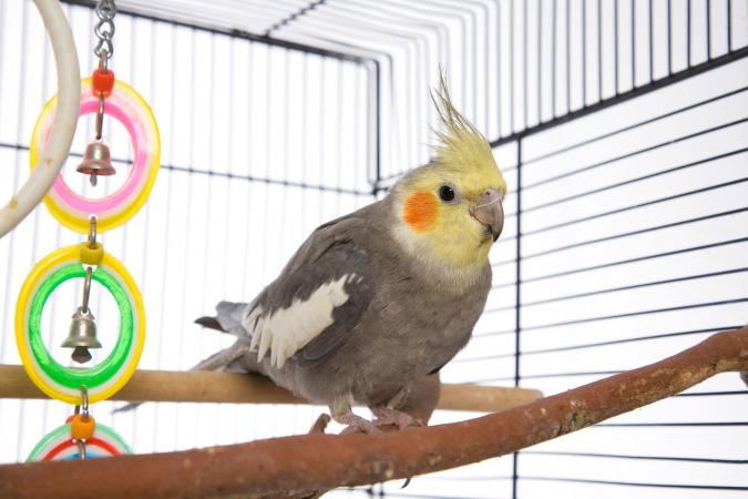 Cockatiel como mascota en una jaula