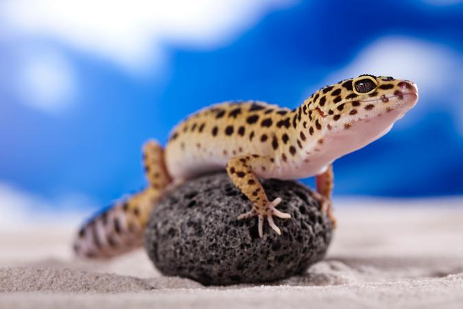 Gecko leopardo sentado en una roca